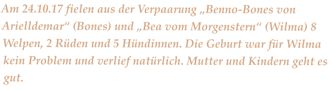 Am 24.10.17 fielen aus der Verpaarung „Benno-Bones von Arielldemar“ (Bones) und „Bea vom Morgenstern“ (Wilma) 8 Welpen, 2 Rüden und 5 Hündinnen. Die Geburt war für Wilma kein Problem und verlief natürlich. Mutter und Kindern geht es gut.